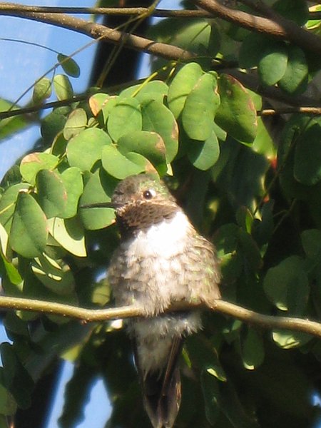 Florida 2010 0165