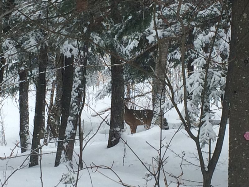 Tremblant Mar2015 0014