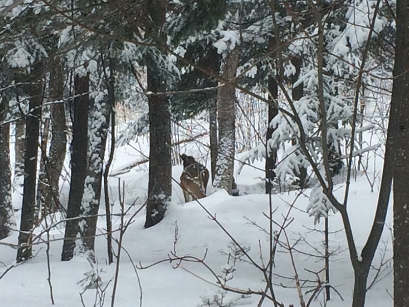 Tremblant Mar2015 0016