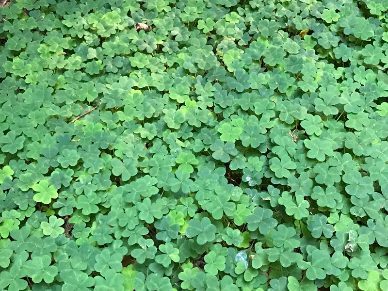 California Jul2017 0090