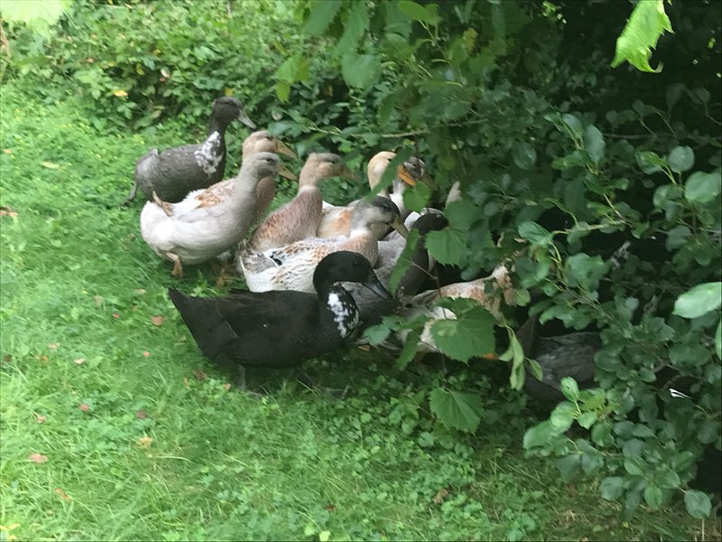 PEC Aug2017 0013