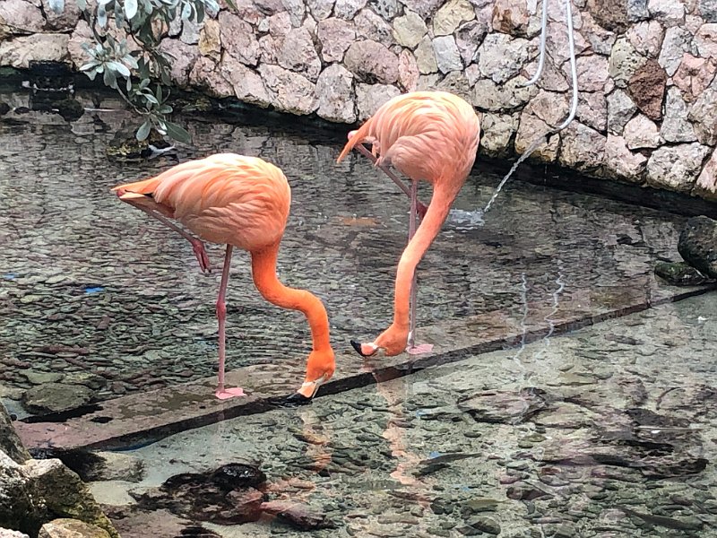Curacao Dec2018 0090