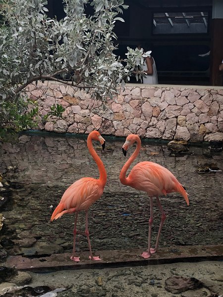 Curacao Dec2018 0091