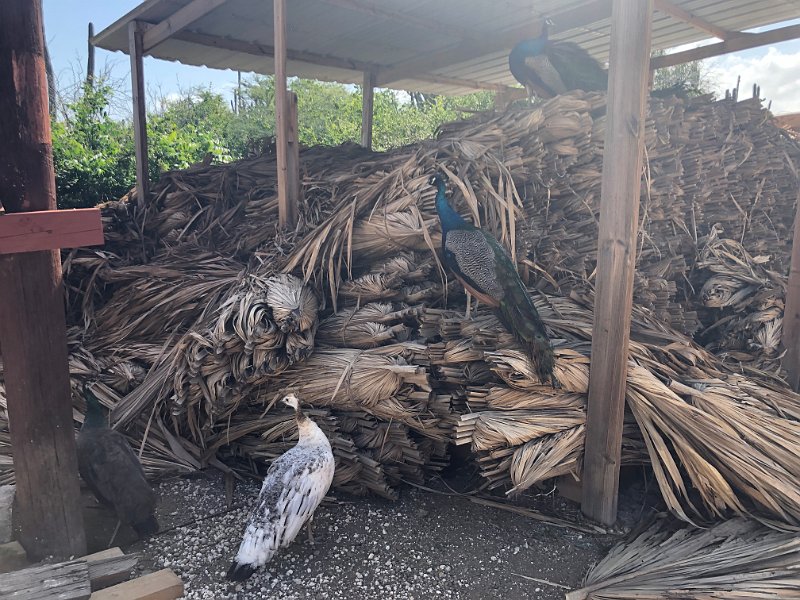 Curacao Dec2018 0238