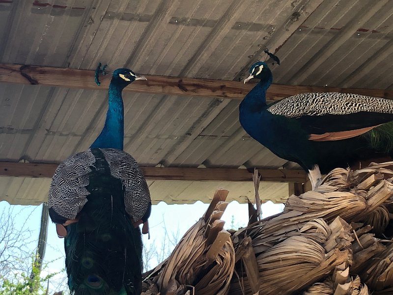 Curacao Dec2018 0239