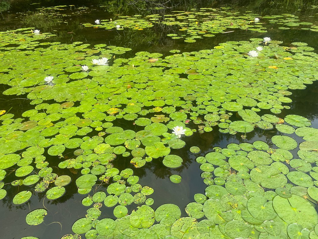 Cottage_July2020_0032