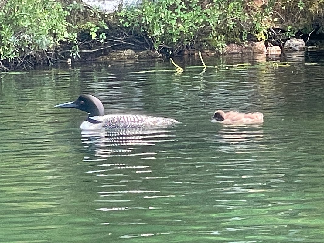 Cottage_Aug2021 (188)