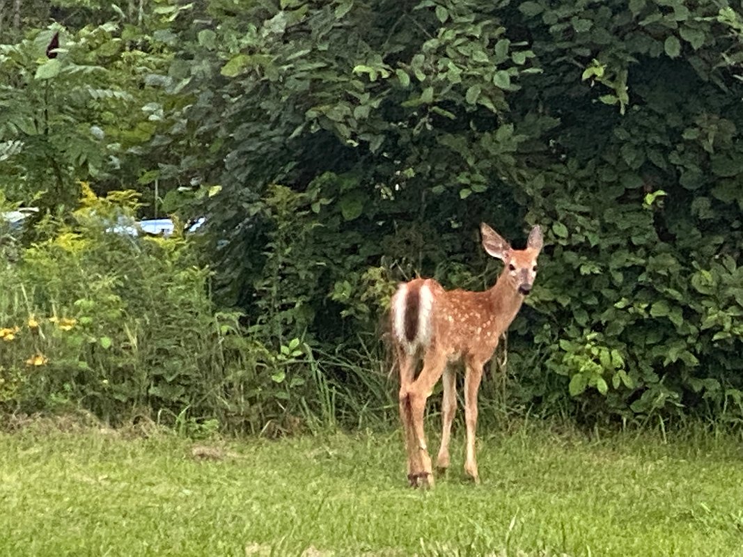 Cottage_Aug2021 (63)