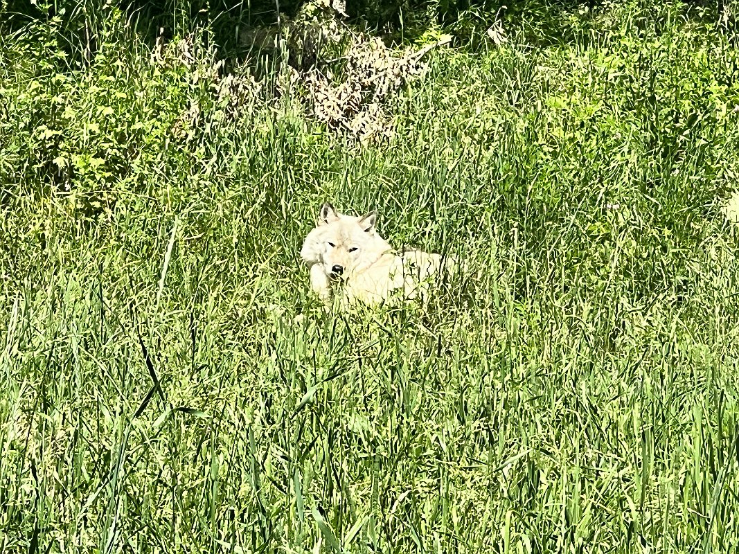 Zoo_Ecomuseum_Jun2022 (22)
