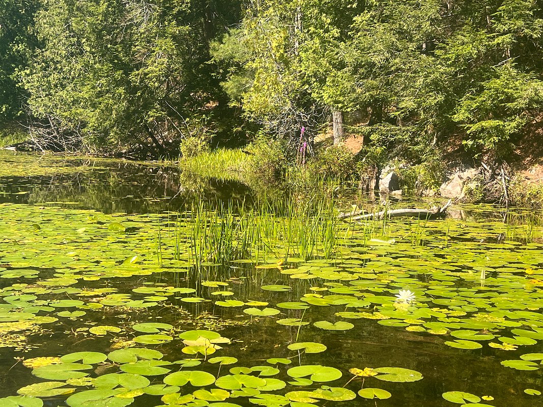 Cottage_Aug2023 (107)