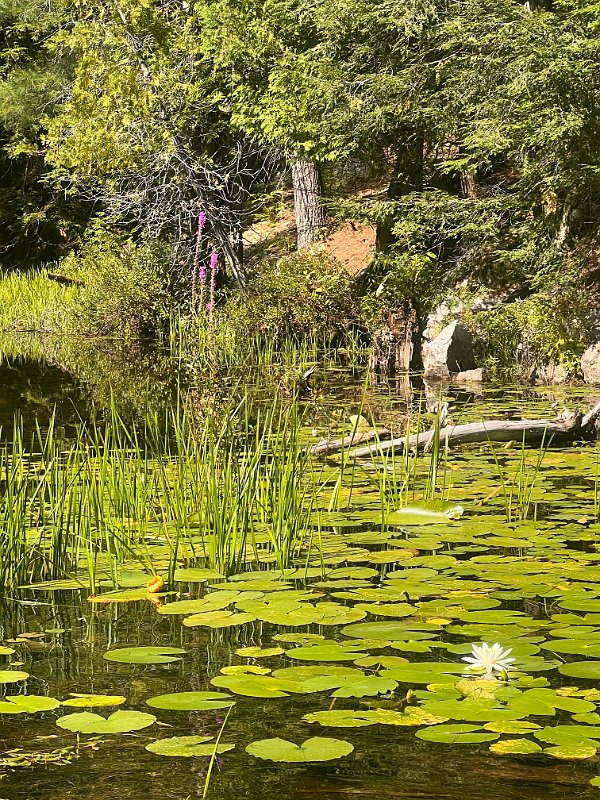 Cottage_Aug2023 (108)