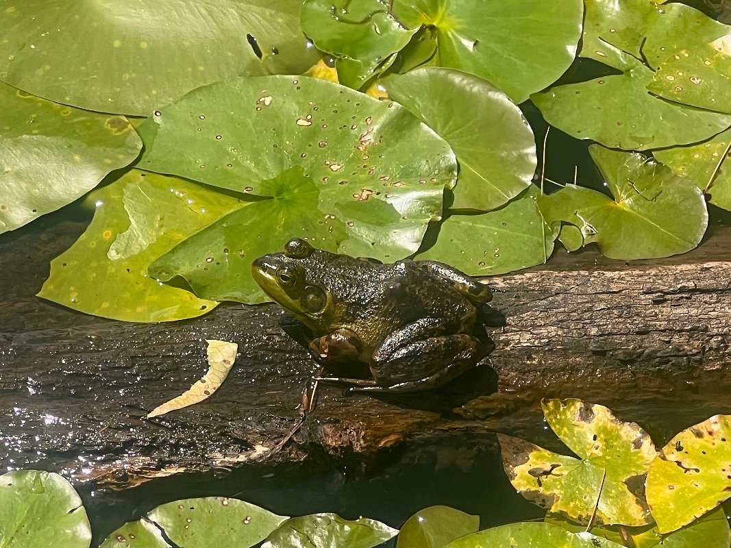 Cottage_Aug2023 (90)