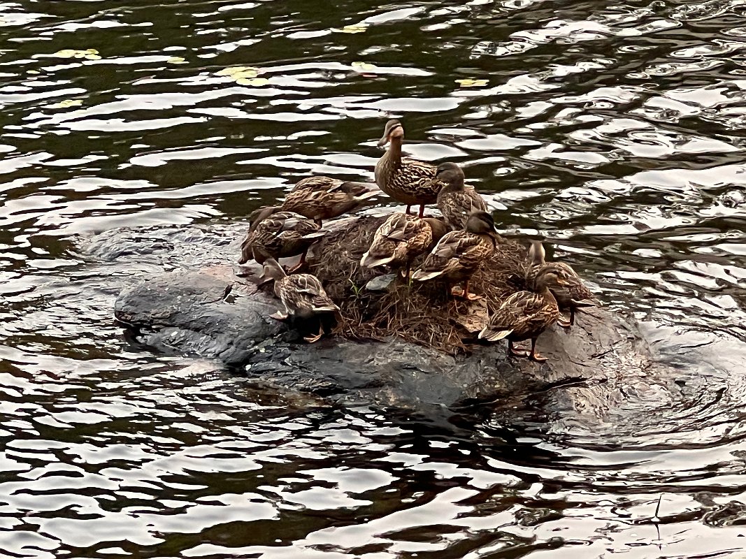 Muskoka_Cottage_Jul2023 (10)